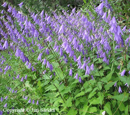 Campanula rapunculoides